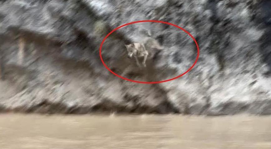 Görüntüler Türkiyeden Vahşi doğa belgesellerini aratmadı: İşte kurtlarla yaban keçilerinin amansız mücadelesi