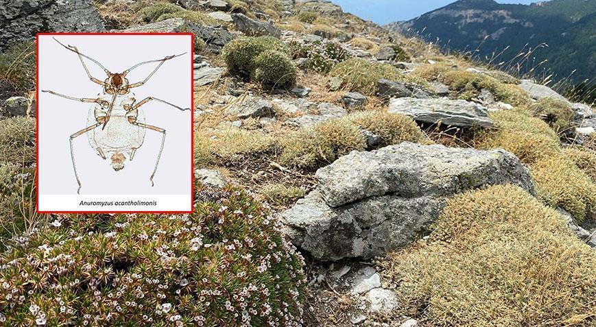 Kardikeni üzerinde yaşıyor: Kaz Dağlarında dünya literatürüne giren keşif