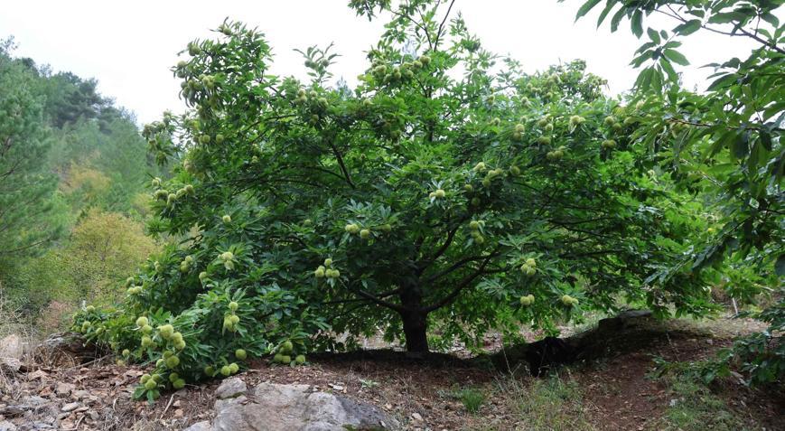 Adanada 1200 rakımda yetiştirdi Şimdi diğer çiftçiler de gözünü bu ürüne çevirdi