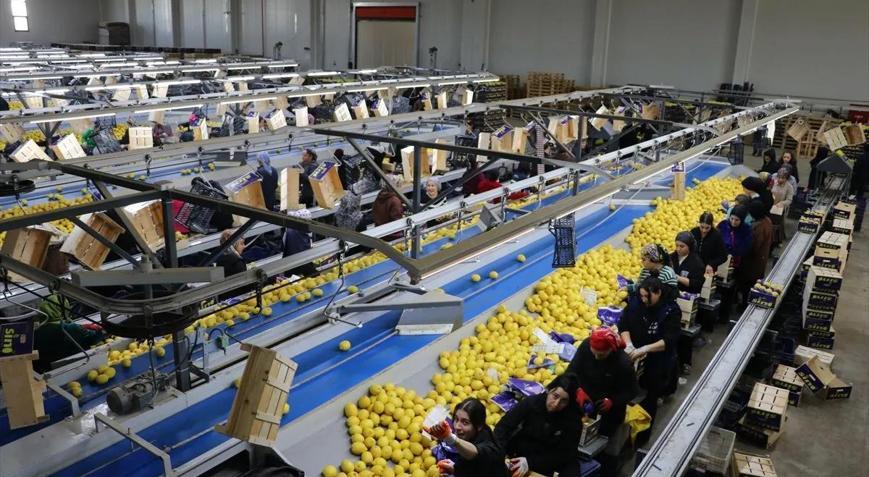 Türkiyenin yaş meyve ve sebze ihracatının yüzde 21i Batı Akdenizden