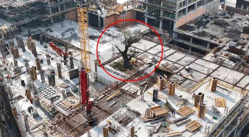 İstanbuldaki yalnız ağaç Çevresini binalar sardı, geleceği merak konusu