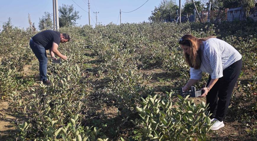 Destek alıp kiraladıkları arazide yetiştiriyorlar Kilosu 400 lira: “Ciddi kazanç kapısı oluyor”