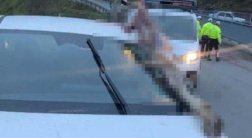 İstanbulda dehşete düşüren kaza: Atın kopan bacağı otomobile saplandı