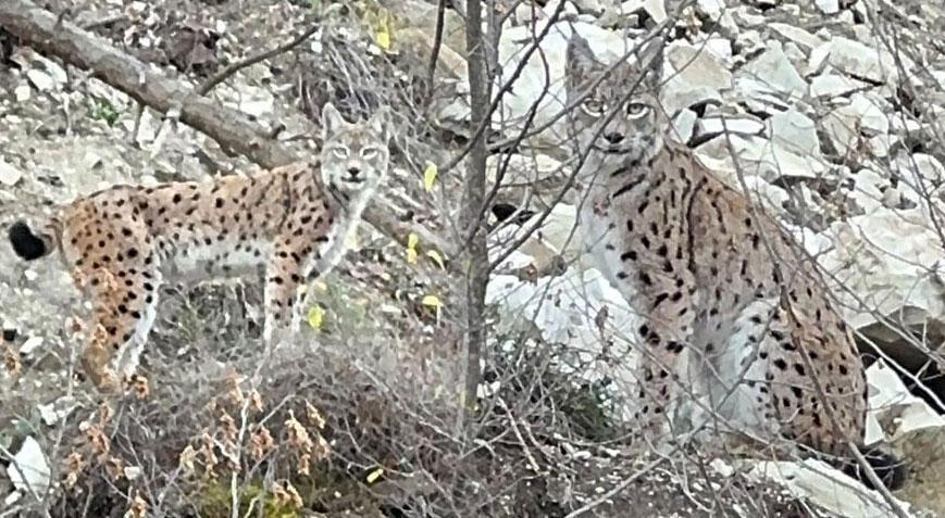 Kayalıkların arasında ortaya çıktı Erzurum’da büyük sürprizi