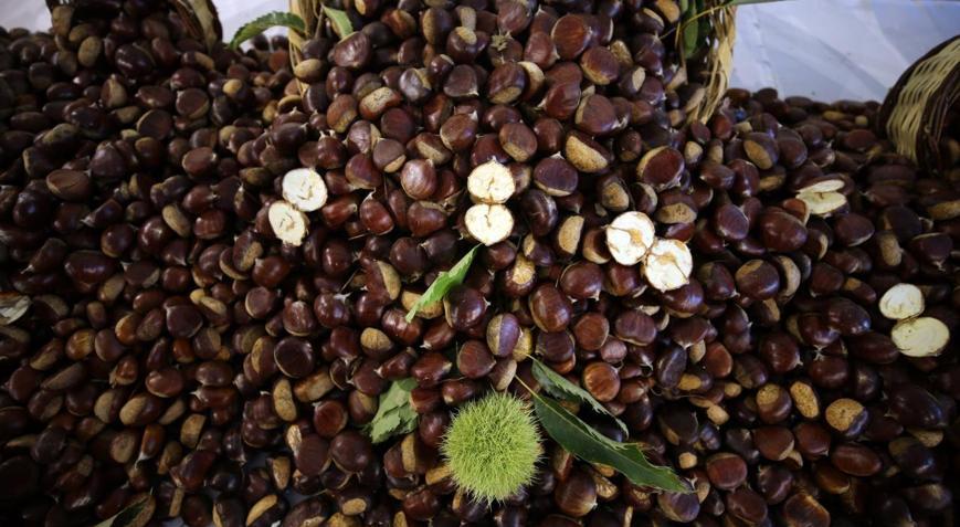 Aydında sezonun ilk kestanesi kilosu 600 TLden alındı