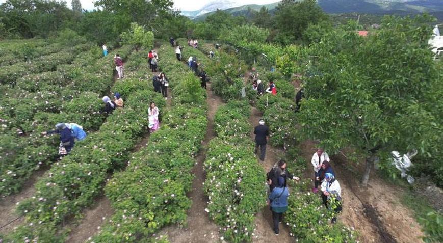 Gül çiçeği taban fiyatı 95 lira olarak belirlendi