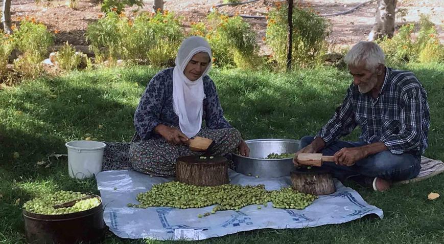 10dan fazla çeşidi var Kilosu 400 TL: Her yerden talep var, çok mutluyuz