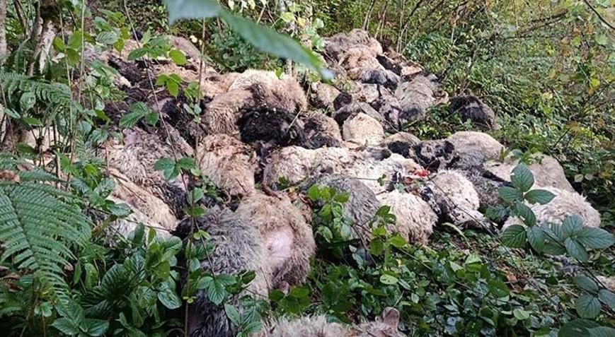 Trabzon Maçkada ayı saldırısı Uçuruma düşen onlarca koyun telef oldu