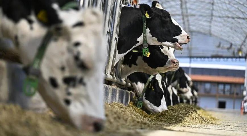 Hayvancılıkta gelecek yıl yetiştiricilere 52,5 milyar lira destek sağlanması öngörülüyor