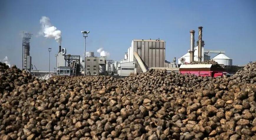 Türkiyede bu yıl 2,8 milyon ton şeker üretimi bekleniyor