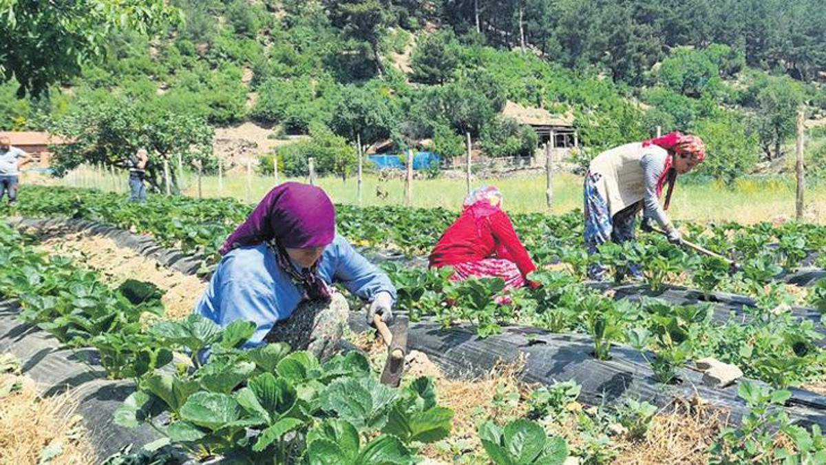 Bakanlıktan 65.5 milyar liralık kırsal kalkınma paketi | Kadın çiftçilere yönelik projelere tam destek