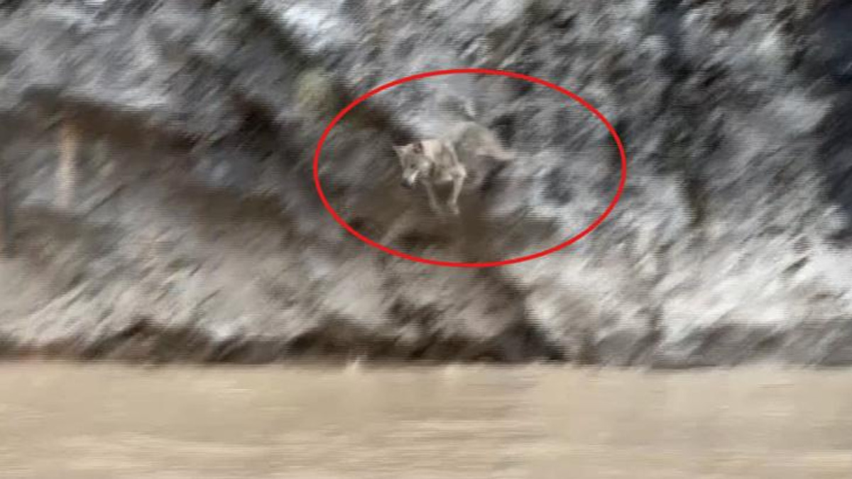 Aydınlık Kanyonu'nda Kurt ve Keçi Mücadelesi