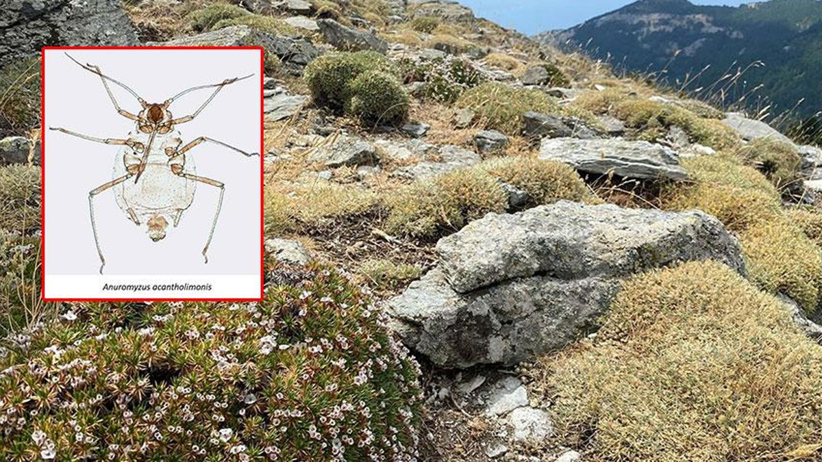 Kaz Dağları'nda yeni böcek türü keşfi